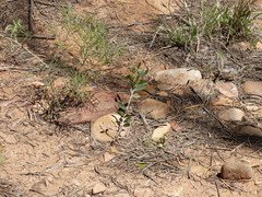 Acacia aneura