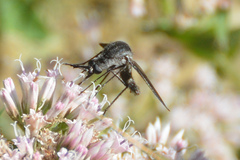 Lepidophora lepidocera