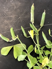 Oxalis dillenii