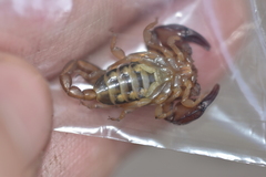 Euscorpius