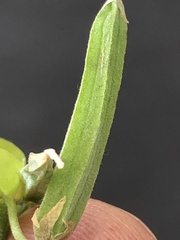 Oxalis dillenii