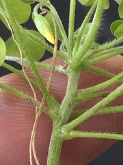 Oxalis dillenii