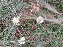 Clitocybe amarescens