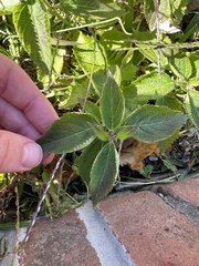 Verbena urticifolia