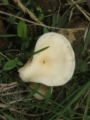 Clitocybe amarescens
