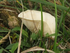 Clitocybe amarescens