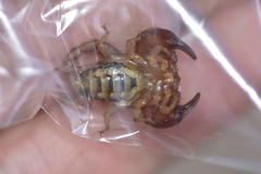 Euscorpius
