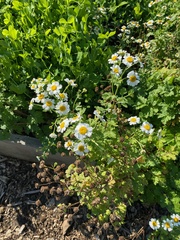 Tanacetum parthenium