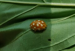 Halyzia sedecimguttata