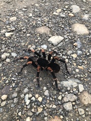 Megaphobema mesomelas