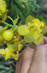 Cyrtopodium glutiniferum