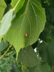 Halyzia sedecimguttata