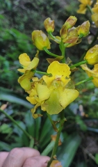 Cyrtopodium glutiniferum