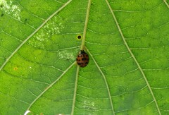 Harmonia axyridis
