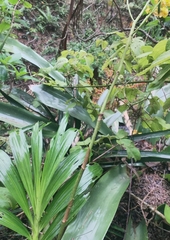 Cyrtopodium glutiniferum