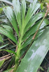 Cyrtopodium glutiniferum