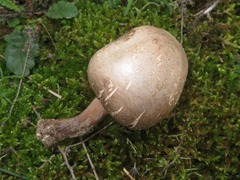 Coprinopsis romagnesiana