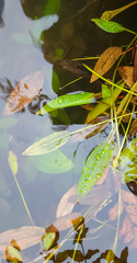 Potamogeton polygonifolius