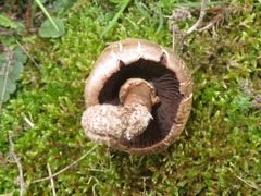 Coprinopsis romagnesiana