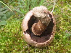 Coprinopsis romagnesiana