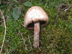 Coprinopsis romagnesiana