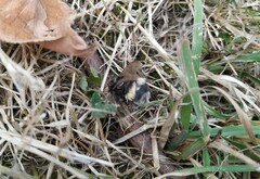 Bombus