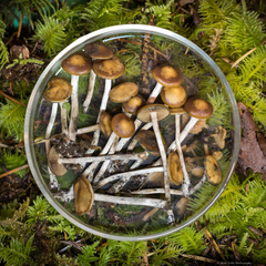 Psilocybe cyanescens