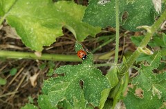 Coccinella septempunctata