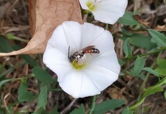 Sphecodogastra