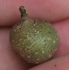 Callirhytis quercusbatatoides