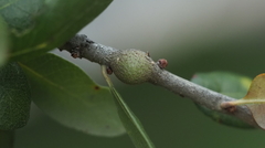 Callirhytis quercusbatatoides
