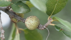 Callirhytis quercusbatatoides
