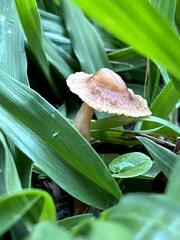 Panaeolus