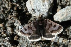 Metaxmeste phrygialis