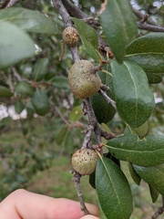 Callirhytis quercusbatatoides