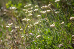 Antennaria anaphaloides
