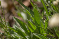 Antennaria anaphaloides