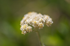 Antennaria anaphaloides