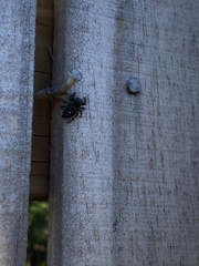 Phidippus audax