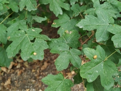 Halyzia sedecimguttata