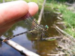 Arigomphus villosipes