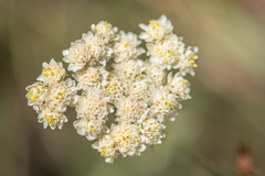 Antennaria anaphaloides