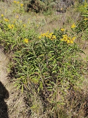 Verbesina virgata