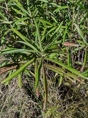 Verbesina virgata