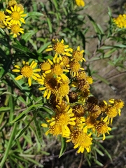 Verbesina virgata