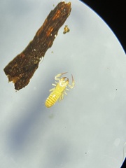 Chthoniidae