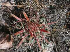 Ferocactus latispinus