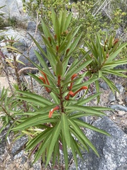 Lobelia excelsa
