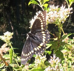 Papilio scamander grayi