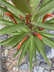 Lobelia excelsa